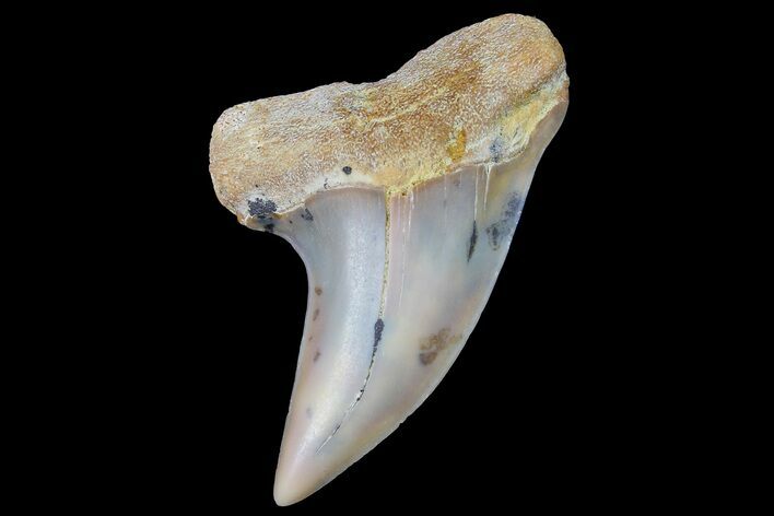 Fossil Shark Tooth (Carcharodon planus) - Bakersfield, CA #178289